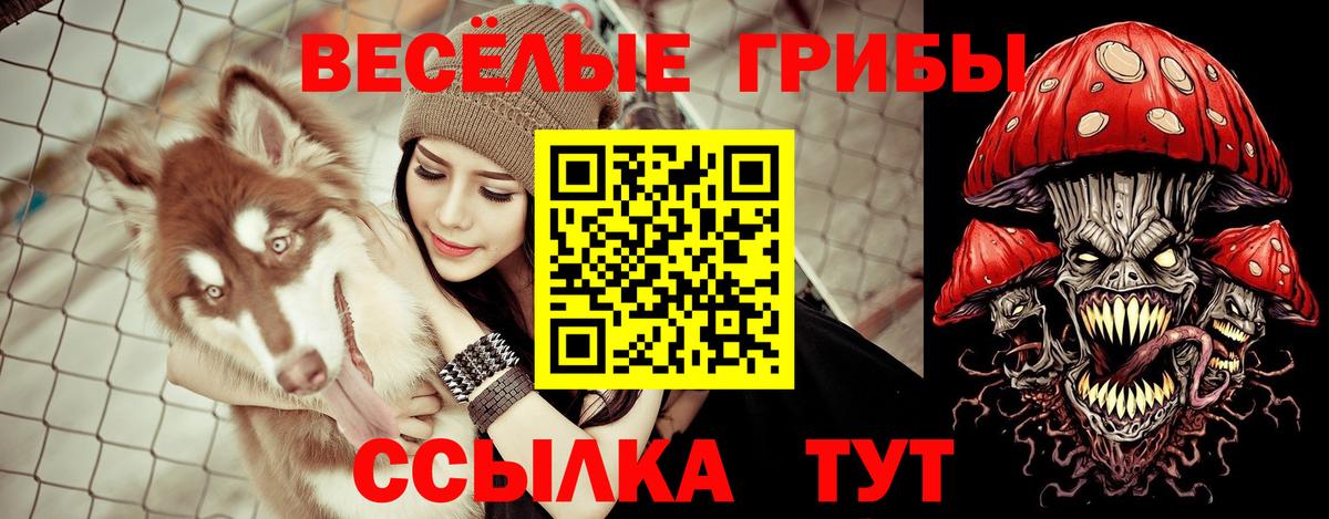 Псилоцибиновые грибы Psilocybine cubensis  Вход с VPN  Баксан 